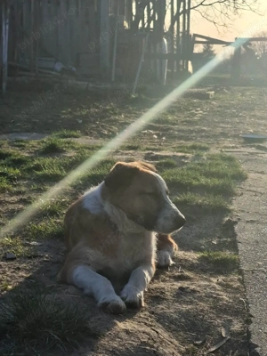 Cautam stapani - imagine 3