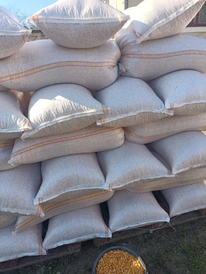 Vind  porumb pionier 5,5tone