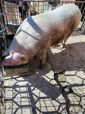 Porc rasa metis 160 de kg - imagine 3
