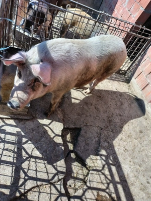 Porc rasa metis 160 de kg - imagine 2