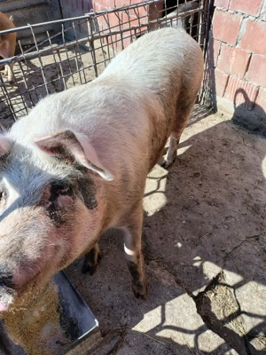 Porc rasa metis 160 de kg