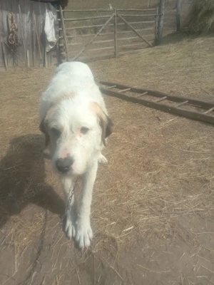 Caine de vanzare - imagine 4