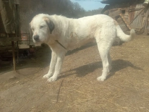 Caine de vanzare - imagine 3