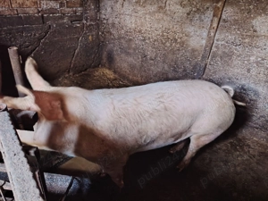 Vind porci  frumosi - imagine 3