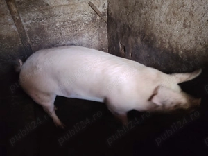 Vind porci  frumosi - imagine 2