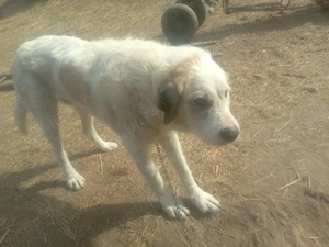 Caine de vanzare - imagine 2