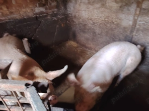 Vind porci  frumosi - imagine 4