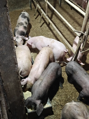 Purcei de vânzare  - imagine 4