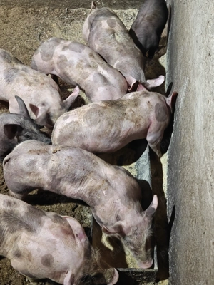 Purcei de vânzare  - imagine 2