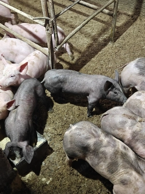 Purcei de vânzare  - imagine 3