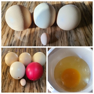 Ouă de struți, consum și decorat