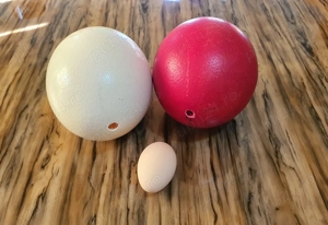 Ouă de struți, consum și decorat - imagine 2