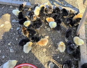 Pui de gaina romanesti de tara - 2-3 zile - imagine 3