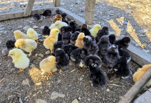 Pui de gaina romanesti de tara - 2-3 zile - imagine 4