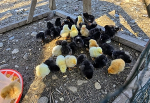 Pui de gaina romanesti de tara - 2-3 zile - imagine 5