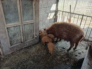 Scroafa cu purcei mangalita - imagine 3