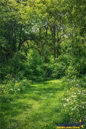 Domeniu verde autentic,  +5.000mp, front la DJ, Valcele, Brasov -- Covasna - imagine 3