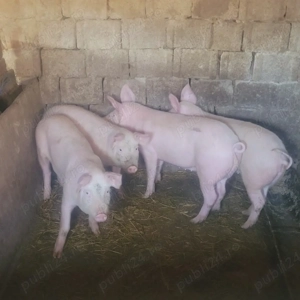 Vand șoldani. - imagine 4