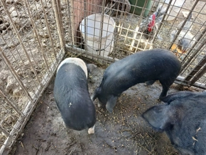 Vand purcei bazna 8 saptamani