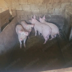 Vand șoldani. - imagine 5