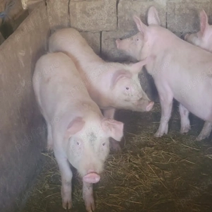 Vand șoldani. - imagine 2