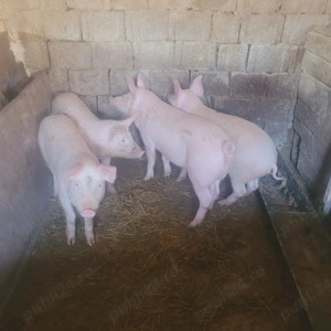 Vand șoldani. - imagine 3