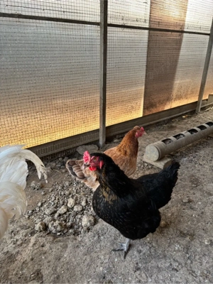 Vand 5 puici si un cocosel marans - imagine 3