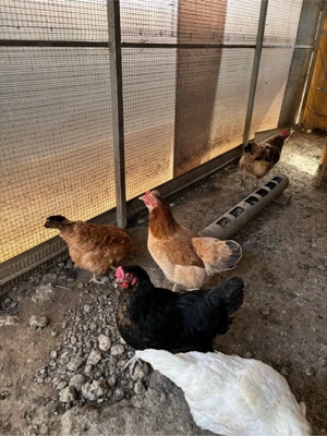 Vand 5 puici si un cocosel marans - imagine 5