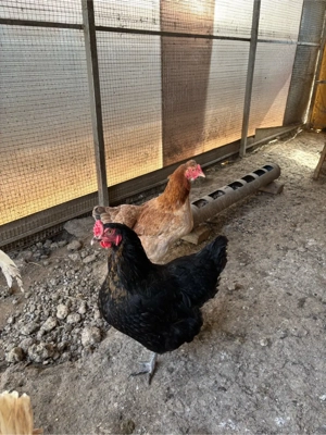 Vand 5 puici si un cocosel marans - imagine 2