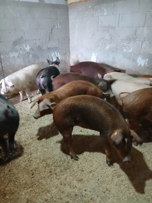 vind porci - imagine 3