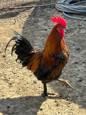 Vand 5 puici si un cocosel marans - imagine 4