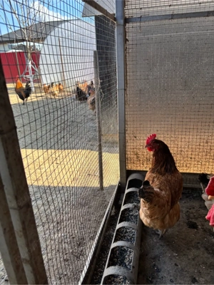 Vand 5 puici si un cocosel marans