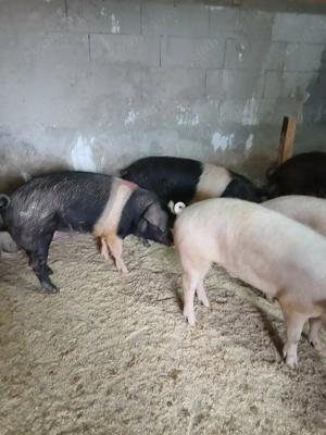 vind porci - imagine 2