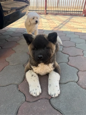 Akita American