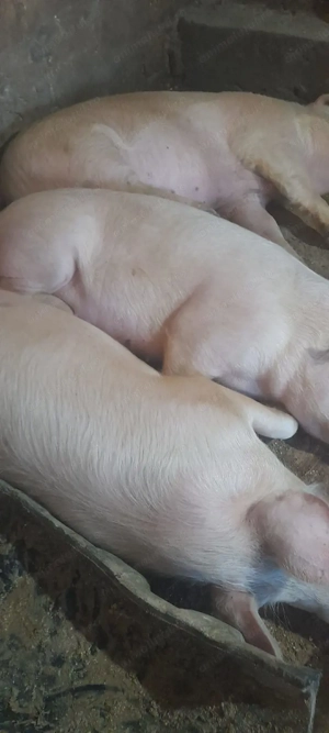 Porcii de vînzare  - imagine 2