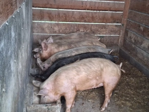 vând porci 70-75  kg