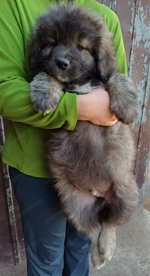 Căței rasa ciobanesc  - imagine 2