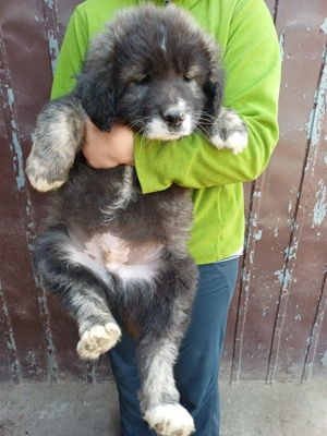 Căței rasa ciobanesc  - imagine 3