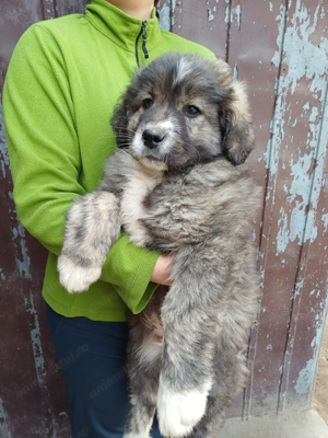 Căței rasa ciobanesc 