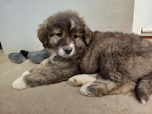 Căței rasa ciobanesc  - imagine 4