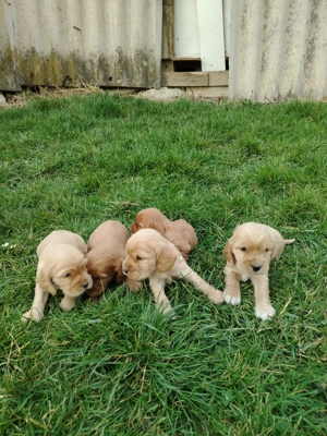 Cooker spaniel diaponibili