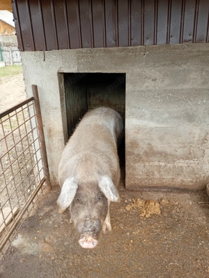 Vând purcea mai multe detalii la telefon 