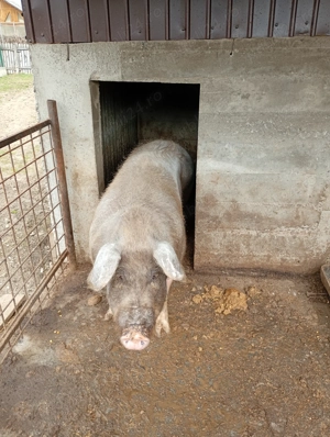 Vând purcea mai multe detalii la telefon  - imagine 4