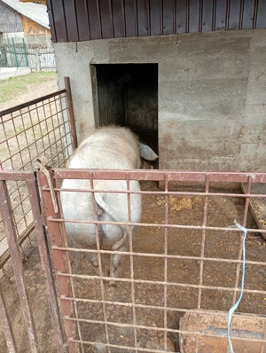 Vând purcea mai multe detalii la telefon  - imagine 2