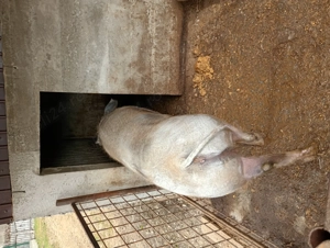 Vând purcea mai multe detalii la telefon  - imagine 3