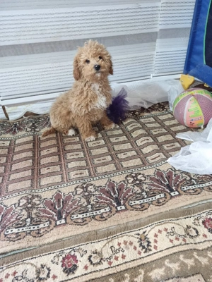 vand puiuți pudel cu pedigree  - imagine 2