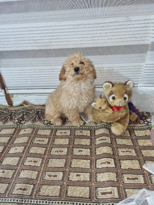 vand puiuți pudel cu pedigree  - imagine 3