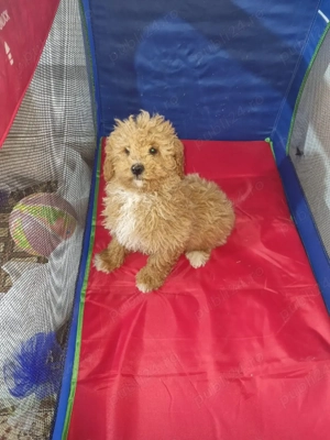 vand puiuți pudel cu pedigree 