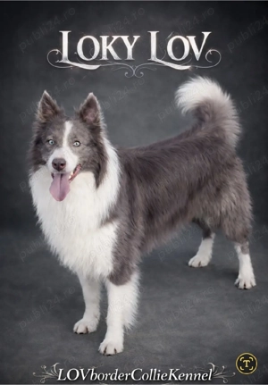 border collie Red merle pedigree export  - imagine 3