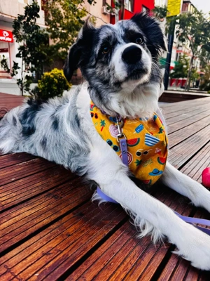 border collie Red merle pedigree export  - imagine 4